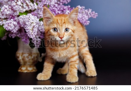 A naughty red kitten in lilac flowers on a black background, space for text.