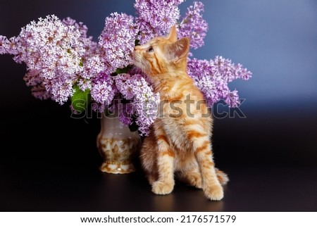 A red-haired mischievous kitten is interested and sniffs lilac flowers in a vase on a black background.