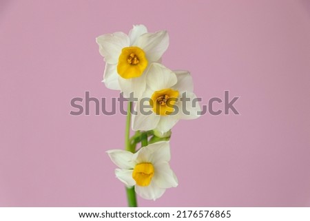 macro photo of a narcissus on a pink background