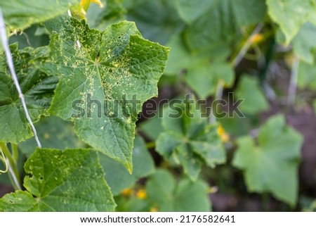 cucumber plants with visible leaf damage from pest attack Royalty-Free Stock Photo #2176582641