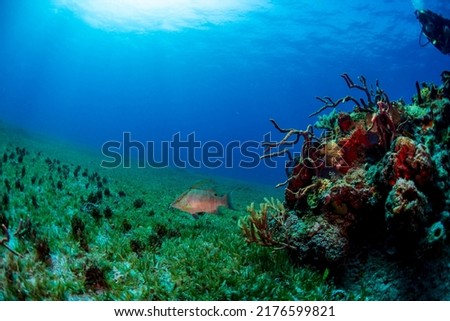 A hog fish swimming near a reef