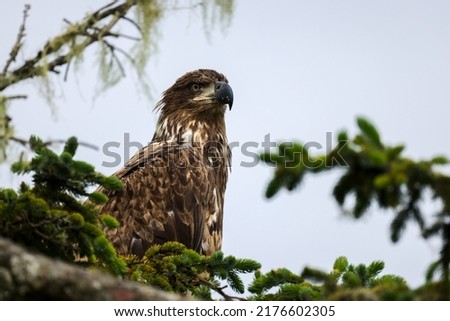 A Juvenile Bald Eagle in a Tree Royalty-Free Stock Photo #2176602305