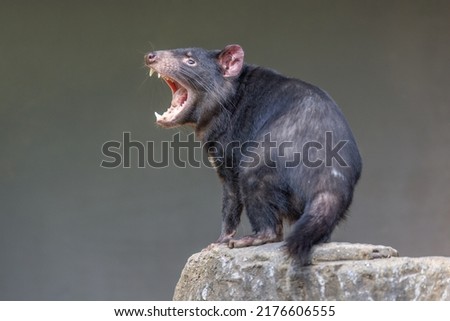 Tasmanian Devil (Sarcophilus harrisii) with mouth wide open, displaying teeth and tongue, in an aggressive mood. These endangered native Australians are the world’s largest carnivorous marsupials.  
 Royalty-Free Stock Photo #2176606555