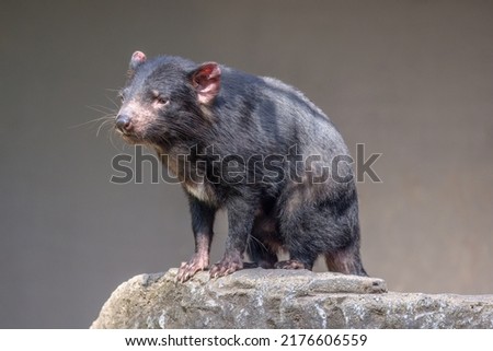 Tasmanian Devil (Sarcophilus harrisii) standing and contemplative. These  native Australian marsupials have been declared an endangered species. They are the world’s largest carnivorous marsupials. Royalty-Free Stock Photo #2176606559