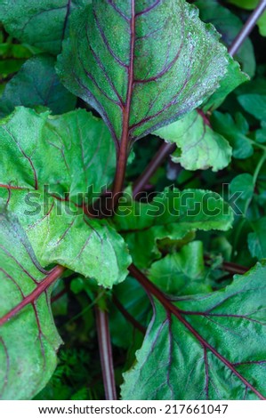 growing beetroots 