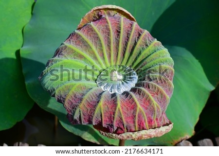 Water droplets in the lotus leaf in the pond