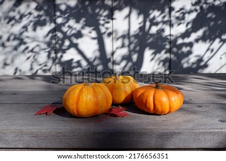 Colorful pumpkins on wooden table backgrounded outdoor. Thanksgiving, halloween and autumn harvest concept decoration background.