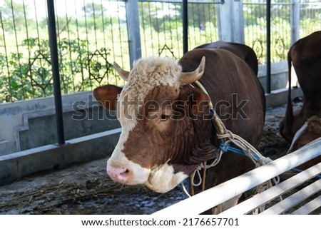 Brown Cow (sapi qurban) for the preparation for Eid al-Adha
 Royalty-Free Stock Photo #2176657701