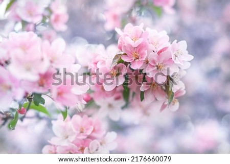 Spring floral background. Blossoming decorative apple tree.  