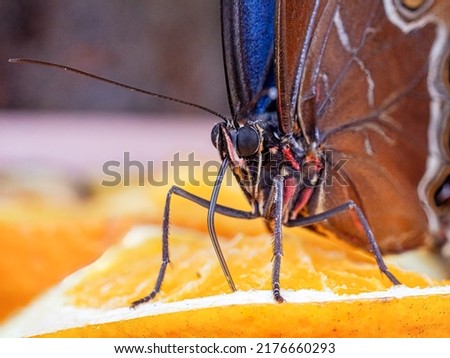 Huge Indoor Butterfly in close up view