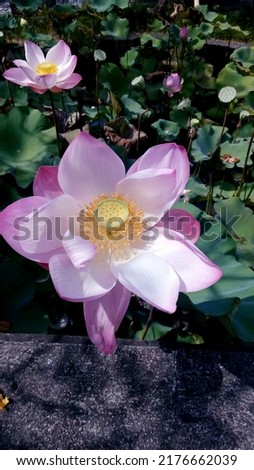 Close-up of a pink lotus flower in bloom