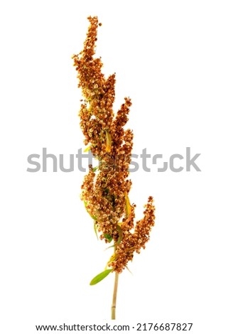 Rumex acetosella, known as sheep sorrel, red sorrel, sour weed and field sorrel isolated on white background. Isolated rumex confertus on a white background.