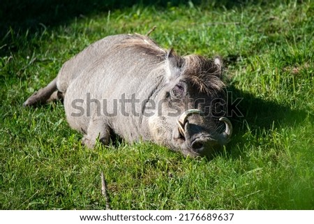 Warthog (Phacochoerus africanus) lying on green grass.
