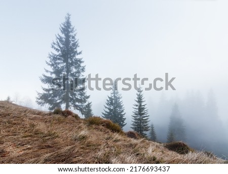 Pine tree and spruce tree against scenic view of mountain and sky. Bush and grass covered mountain slope. High quality photo
