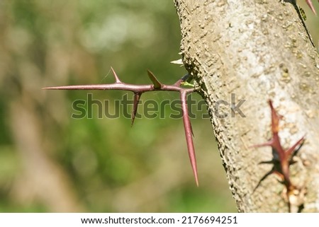  Close up of thorns of honey locust, Gleditsia triacanthos, in a park in Magdeburg in Germany                              
