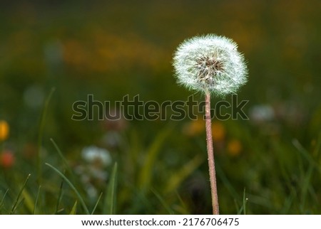 Dandelion is very common in nature.