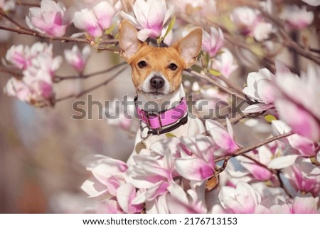 Closeup picture of a mixed breed dog in blooming magnolia frame natural light