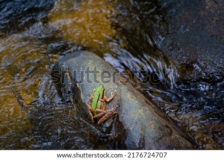 Odorrana Chloronota or Chloronate Huia, Amolops Archotaphus, Copper-Cheeked frog, or Rana Archotaphus a species of frog in Ranidae in a stream in the mountains of Doi Inthanon Chiang Mai, Thailand.