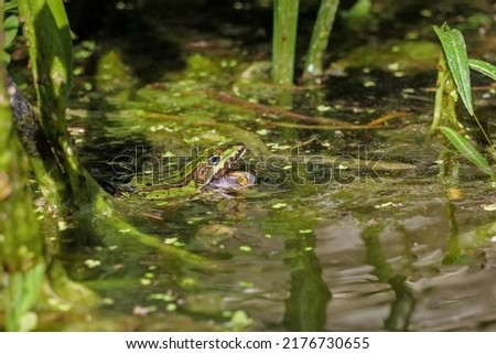 a green water frog swims in the water and catches a worm with its tongue, rana and or polyphylax esculenta