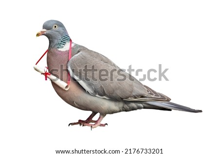 Carrier pigeon carrying and delivering mail message concept for business communication, contact us and delivery Royalty-Free Stock Photo #2176733201
