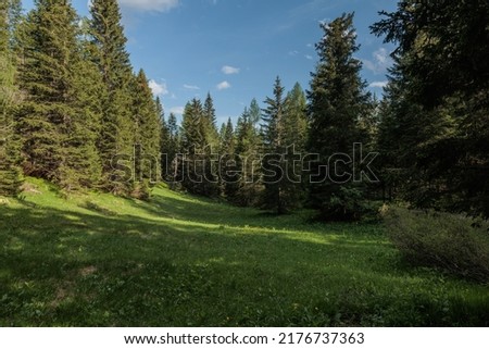 beautiful green coniferous forest full of fir and and pine trees in the afternoon during summer season. clear light-blue sky filled with very little clouds. light seeping in through the trees
