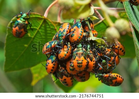 Lychee Shield Bug or Chrysocoris Stolii  orange wings with metallic green band A large number of them are 
gathered in groups on the branches.