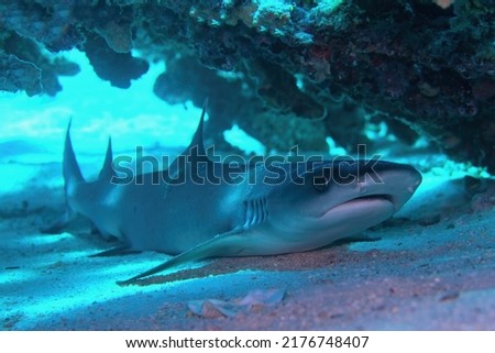 Whitetip reef shark (Triaenodon obesus) resting under the coral reef.