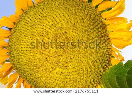 bottom view of ripening sunflower seeds, Sunflower close-up on a background of blue sky. High quality photo
