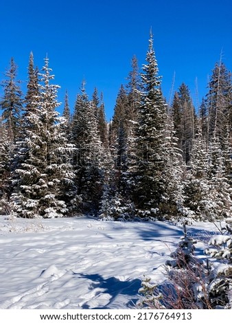 Utah Forest Winter Landscape Beautiful