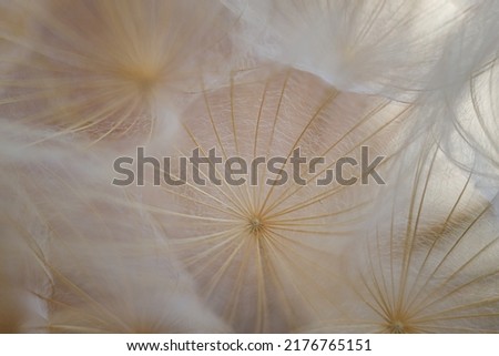 Macro shot of a dandelion flower