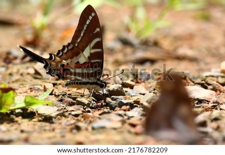 Butterflies perched on the ground near a body of water, with a blurred background.