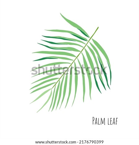 Green tropical leaf  vector isolated on white background