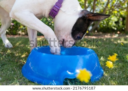 Boston Terrier dog playing with water in a bowl using a paw. She is outside garden on grass with danelions.