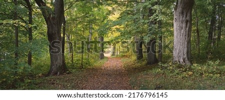 Rural road (alley, pathway) in a city park. Close-up of mighty trees with colorful green and golden leaves. Autumn. Latvia, Europe. Travel destination, ecotourism, recreation, walking, cycling, nature