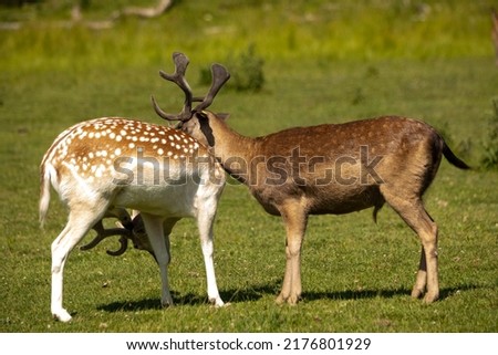 Two male fallow deers playing in a field. It is summer and the grass is green.