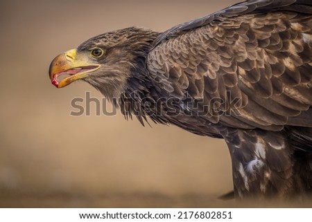 Close up photo of white tailed eagle