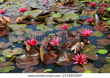 Lotus Lous flower with Background is the lotus leaf and lotus bud and lotus flower and tree