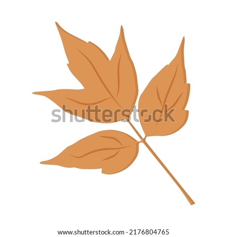 autumn botanical illustration of an american maple leaf
