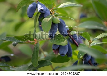 Honeysuckle branch with blue ripe berries. Royalty-Free Stock Photo #2176805287