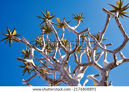 Detail shot of a quiver tree in southern Namibia against a clear blue summer sky without clouds. Beautiful exotic African nature scene. 