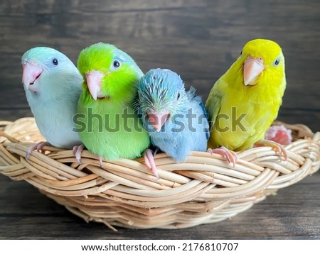 Four Forpus different color parrot bird 