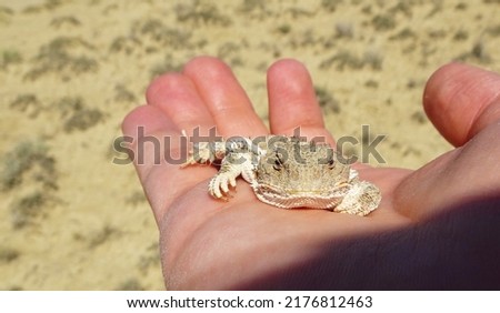 A greater short-horned lizard (Phrynosoma hernandesi) lies in the palm of a person's hand during a hot desert morning.  Royalty-Free Stock Photo #2176812463