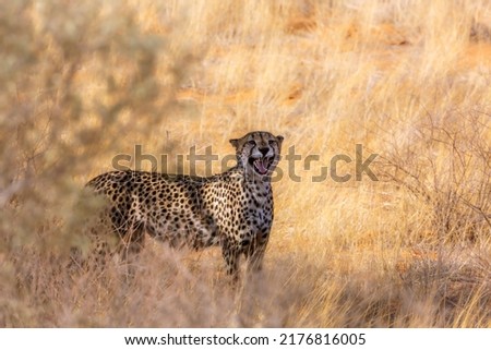 Cheetah roaring in dry savannah in Kgalagadi transfrontier park, South Africa ; Specie Acinonyx jubatus family of Felidae Royalty-Free Stock Photo #2176816005