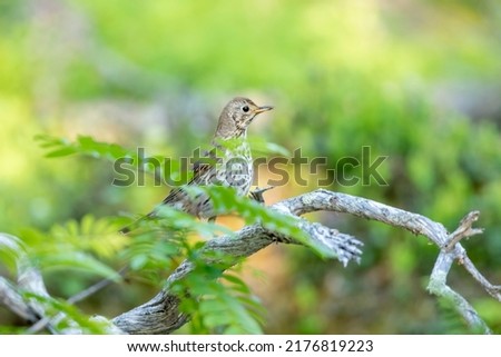 The song thrush, Turdus philomelos standing on an old branch in Finnish nature near Kuusamo Royalty-Free Stock Photo #2176819223