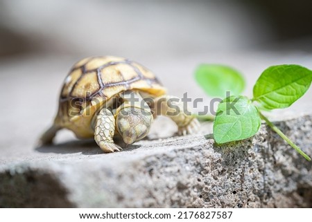 Baby Sucata tortoise walking, eating grass, cute