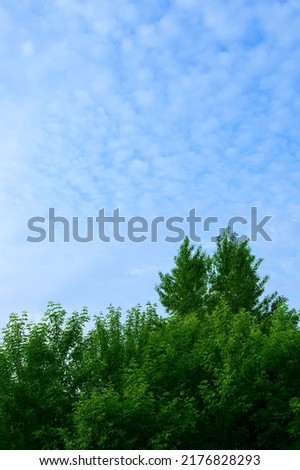 Crowns of green trees against a blue sky with clouds. Vertical photo.