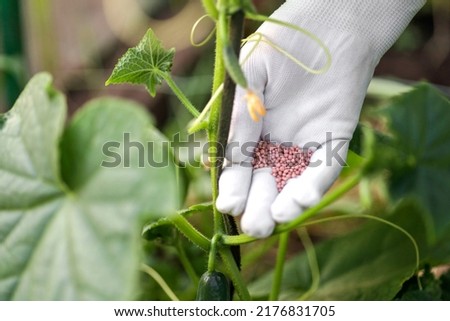 Female farmer hand in a rubber glove giving chemical fertilizer to young cucumbers in the garden. Organic gardening, healthy food Royalty-Free Stock Photo #2176831705