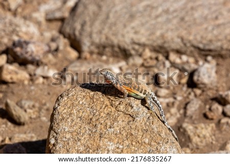 Male greater earless lizard, Cophosaurus texanus, in the Sonoran Desert. A colorful reptile native to the American Southwest in his natural habitat. Pima County, Tucson, Arizona, USA.