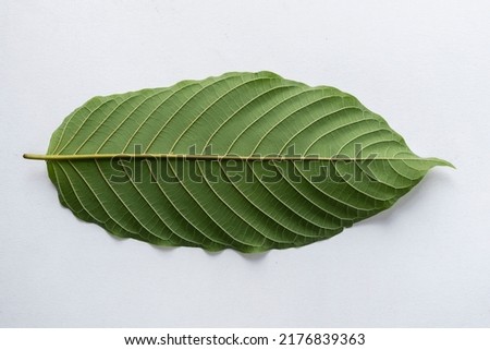 Mitragyna speciosa,Cottage leaf, isolated on white background.
Asia, Thailand, Kratom, Leaf, Alternative Therapy