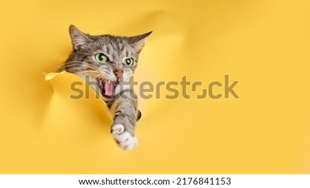 The cat looks out of a hole in the studio yellow background. Pet peeps through torn paper background, copy space Royalty-Free Stock Photo #2176841153